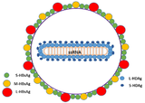 Diagram of hepatitis D virus