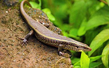 Indian skink