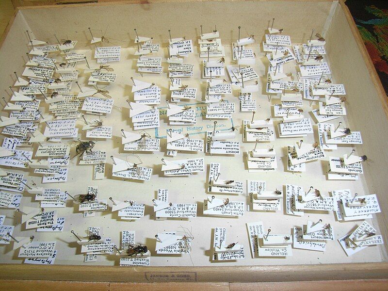 File:InsectCollectionDiptera.jpg