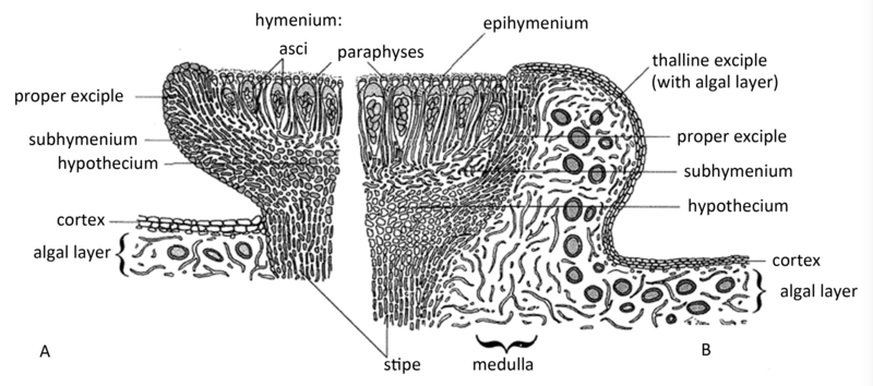 File:Lecideine-lecanorine apothecia.png