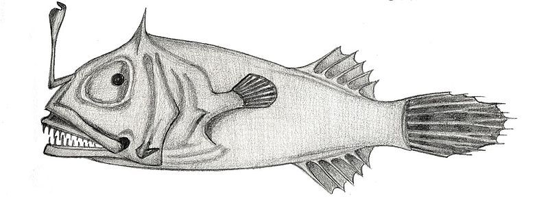 File:Leptacanthichthys gracilispinis.JPG