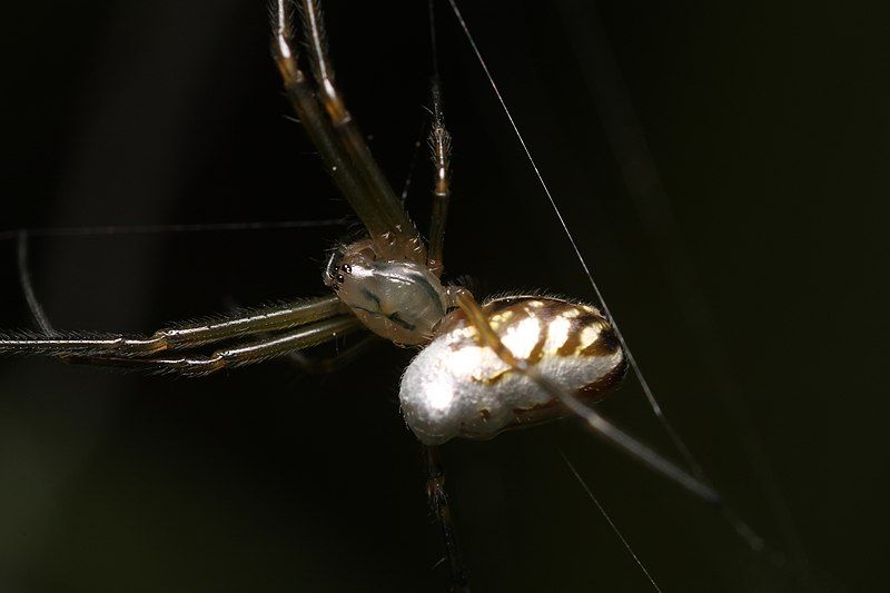 File:Leucauge dromedaria 54342624.jpg