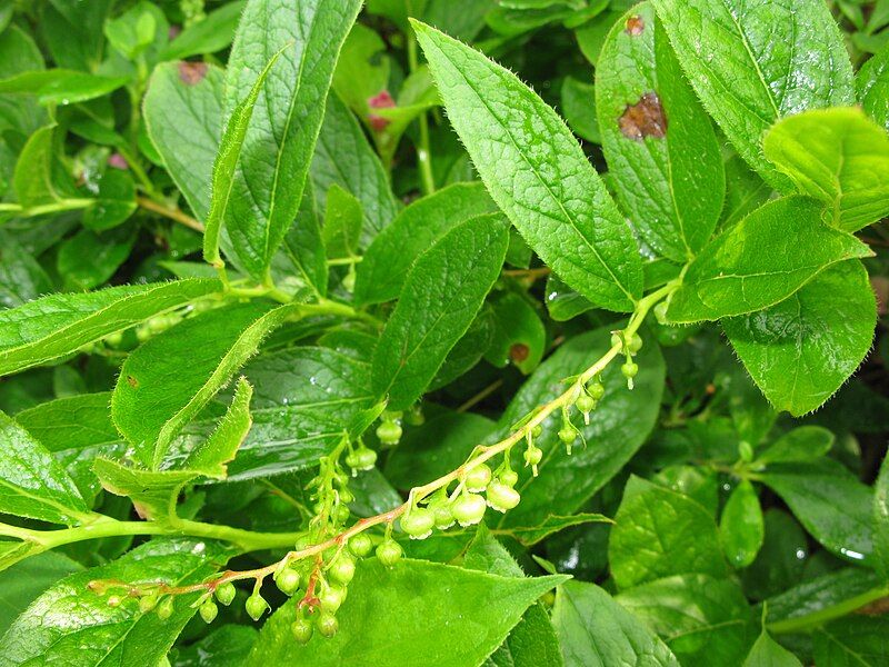 File:Leucothoe grayana 2.JPG