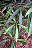 Lomatia fraseri leaves, Brisbane Water