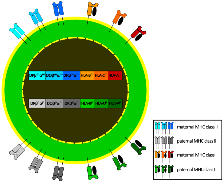 File:MHC expression.svg