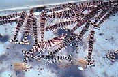 Shrimp in an aquaculture observation tank