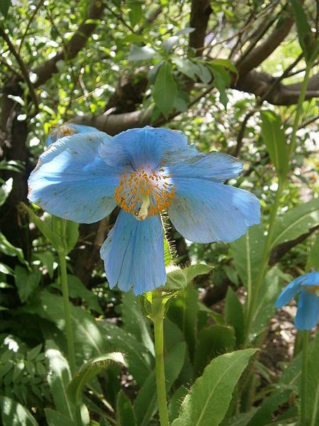 File:Meconopsis grandis 002.JPG