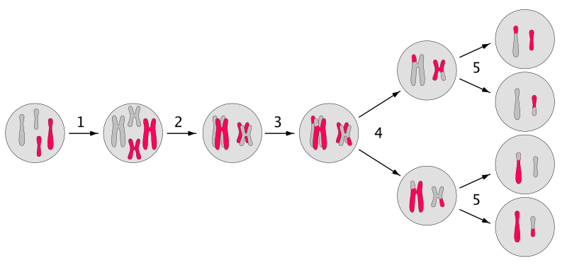 File:Meiosis main steps.svg