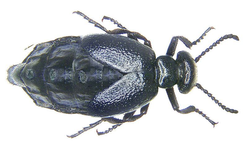 File:Meloe brevicollis rotate.jpg