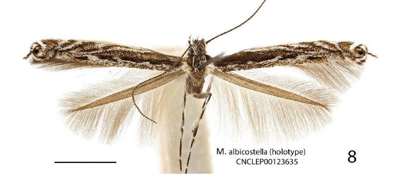 File:Micrurapteryx albicostella.JPG