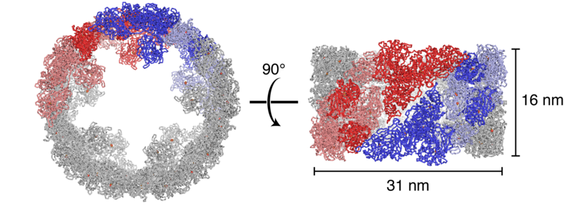 File:Molluscan hemocyanin (4YD9).png