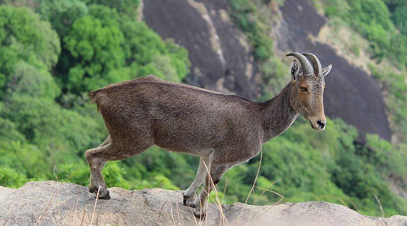 File:Nilgirithar western ghats.jpg