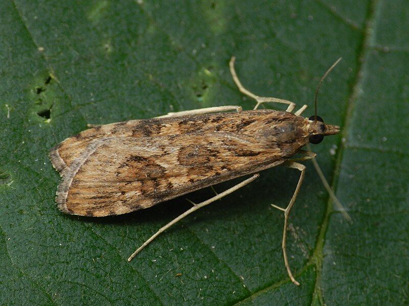 File:Nomophila noctuella4.JPG