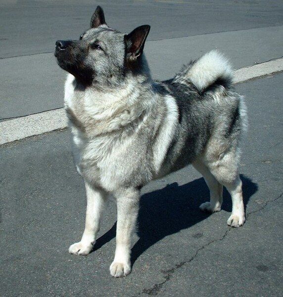 File:Norwegian Elkhound.jpg