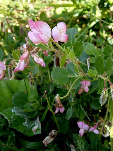 File:Ononis rotundifolia02.jpg