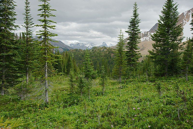 File:Paget Lookout Hike.jpg