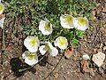 Papaver sendtneri