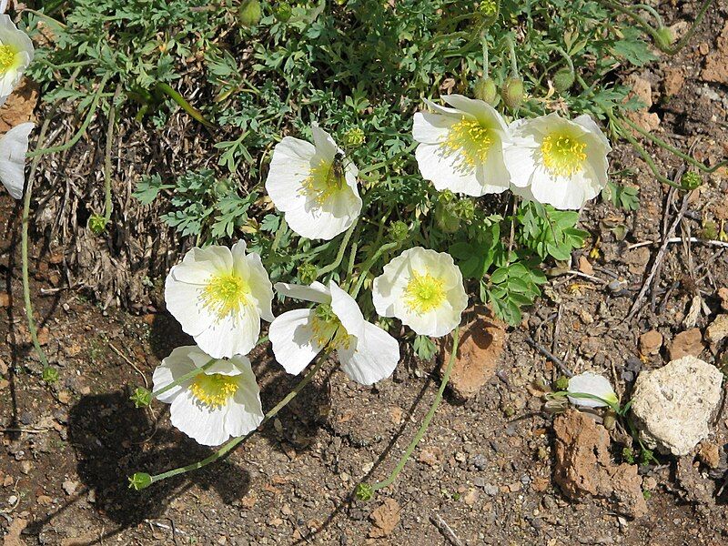 File:Papaver sendtneri001.jpg