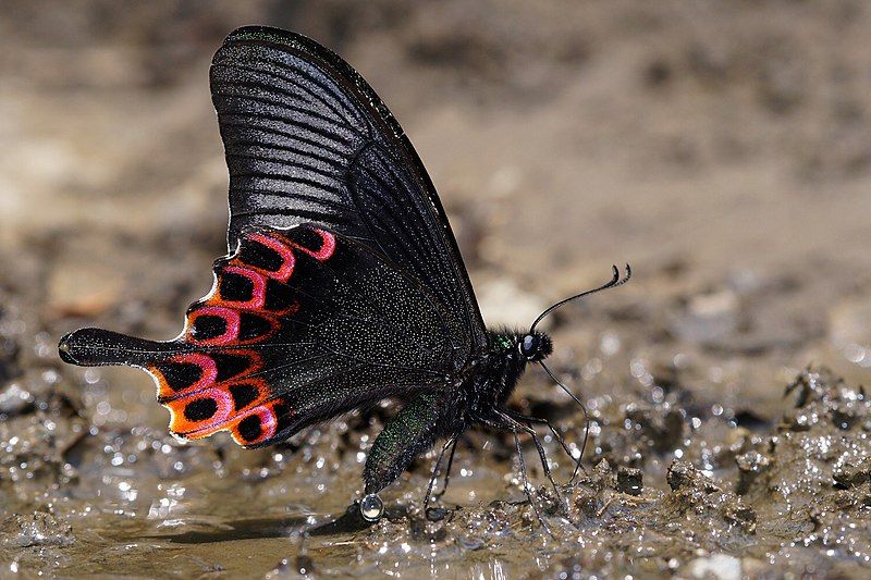 File:Papilio hoppo.jpg