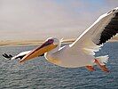 Great white pelican