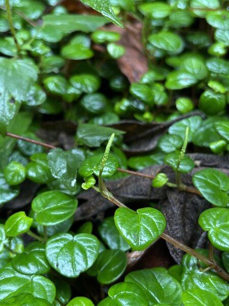 File:Peperomia ubate-susanensis.jpg