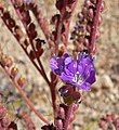 Phacelia crenulata