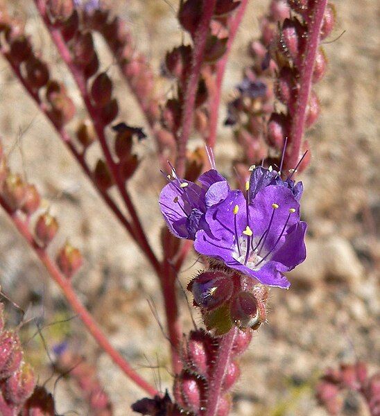 File:Phacelia crenulata 6.jpg