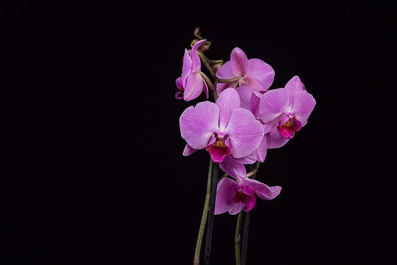 File:Phalaenopsis, 1802242031, ako.jpg