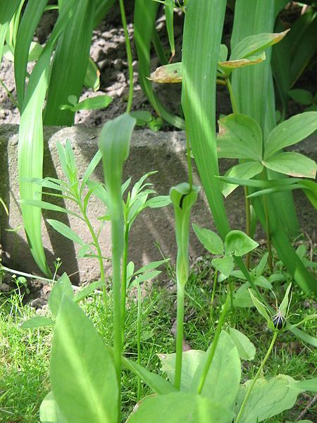 File:Pinellia ternata01.jpg