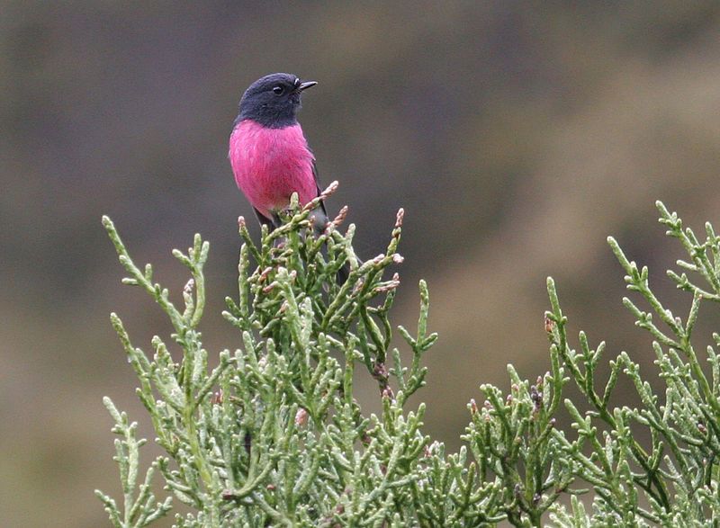 File:Pink-robin.jpg