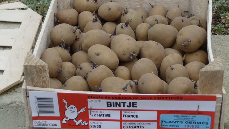 File:Plants certifiés Bintje.png