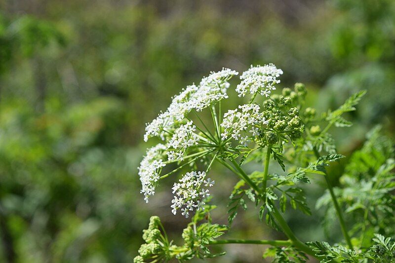 File:Poison Hemlock.jpg