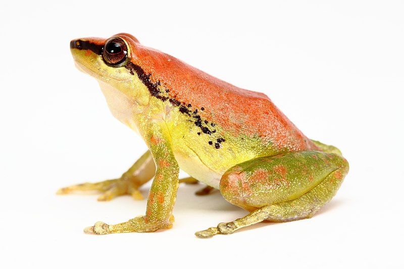 File:Pristimantis acuminatus (7668543454).jpg