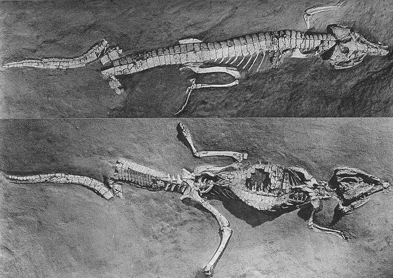 File:Protosuchus.jpg