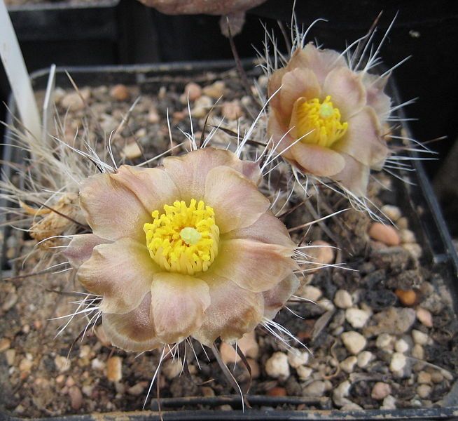 File:Pterocactus australis 01.jpg