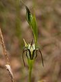 Pterostylis recurva Jug orchid