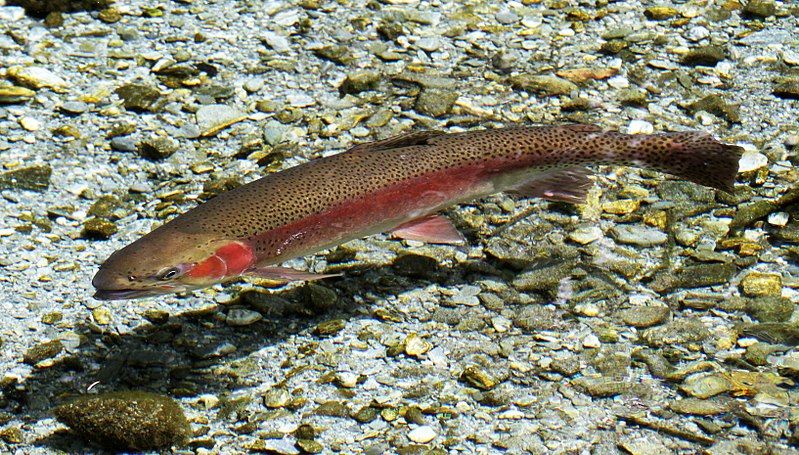 File:Rainbow Trout (31562599441).jpg