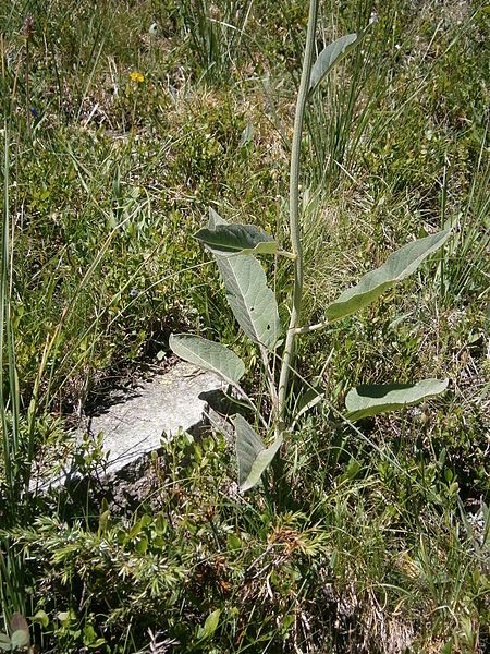 File:Rhaponticum scariosum leaf.jpg