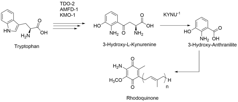 File:Rhodoquinone-biosynthesis-1b.png