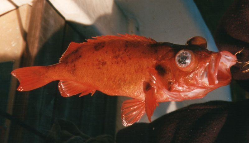 File:Rotbarsch Ocean Perch.jpg