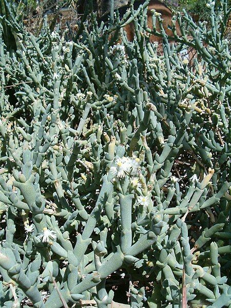 File:Ruschia crassa KirstenboschBotGard09292010A.JPG