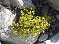 Saxifraga aizoides