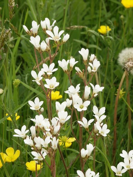 File:Saxifraga granulata 140505.jpg