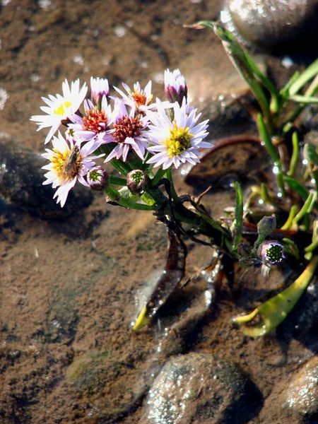 File:Sea Aster.jpg