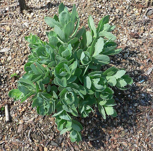 File:Sedum Herbstfreude 1.jpg