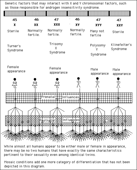 File:Sex differentiation2.png