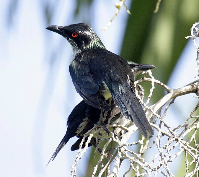 File:Shining starling cairns09.JPG