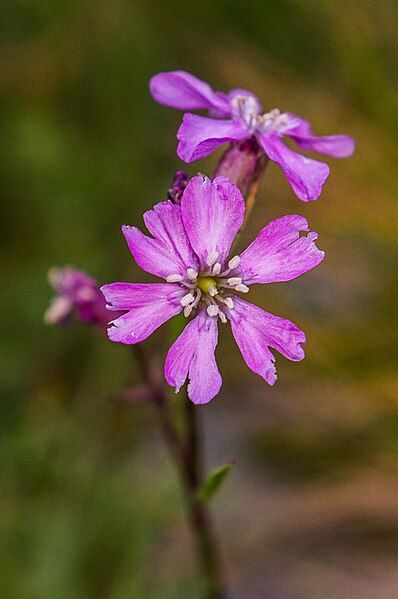 File:Silene nivalis Rodnei.jpg