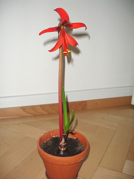 File:Sprekelia.formosissima.1.jpg