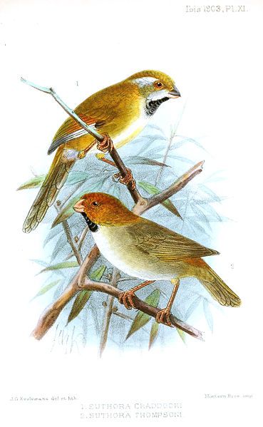 File:SuthoraKeulemans.jpg